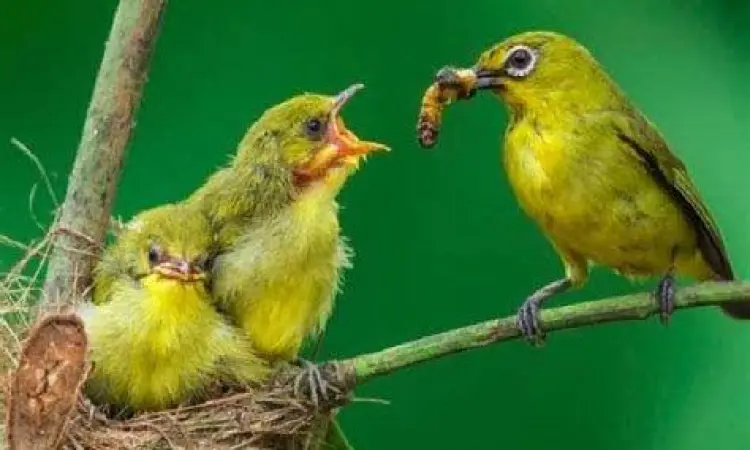 Indukan Pleci Indukan Pleci