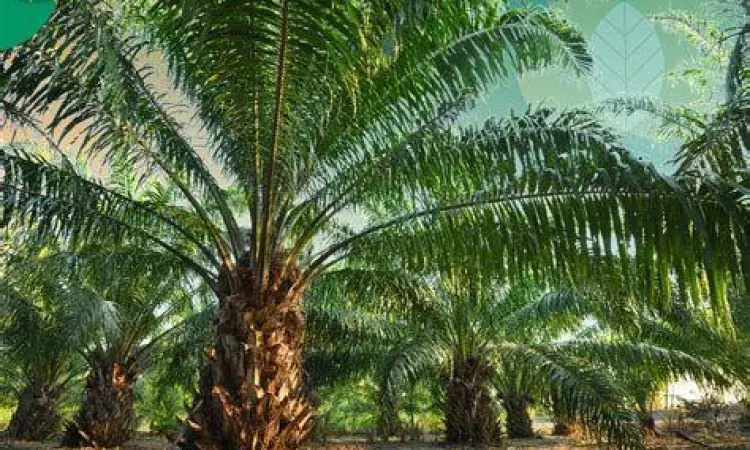 perkebunan kelapa sawit