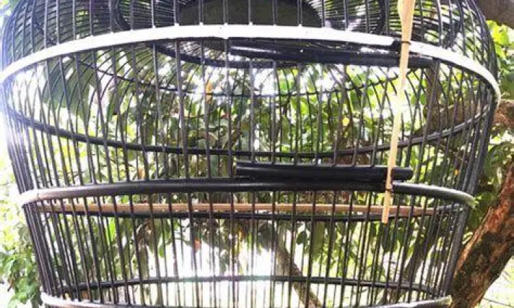 kandang burung derkuku