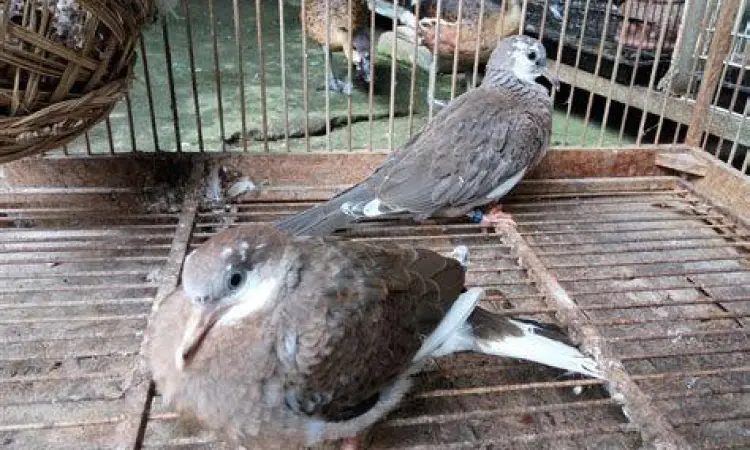 anakan burung derkuku