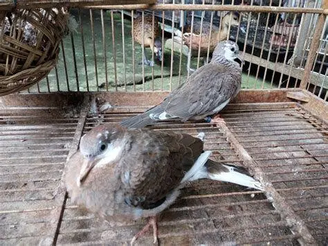 anakan burung derkuku anakan burung derkuku
