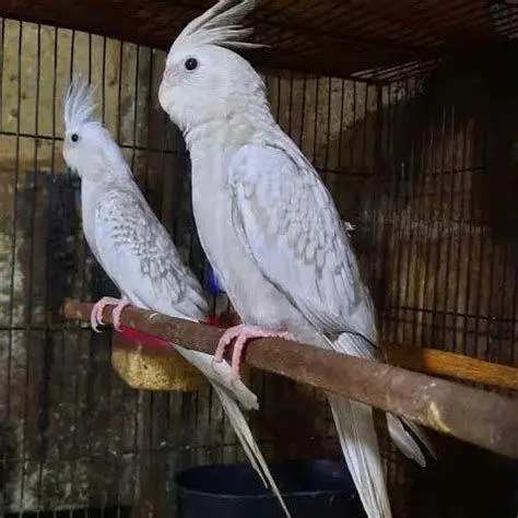 burung falk burung falk