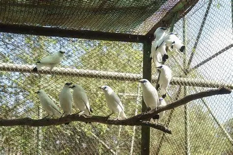 kandang penangkaran jalak putih desain kandang jalak putih