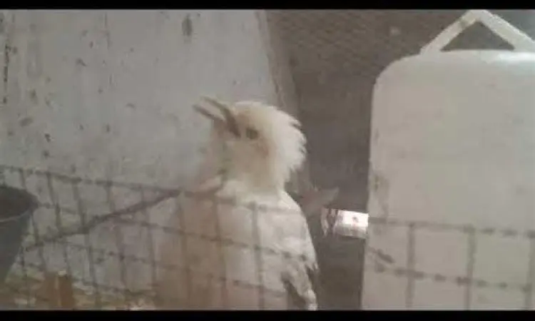 indukan jalak putih berkualitas ciri indukan jalak putih