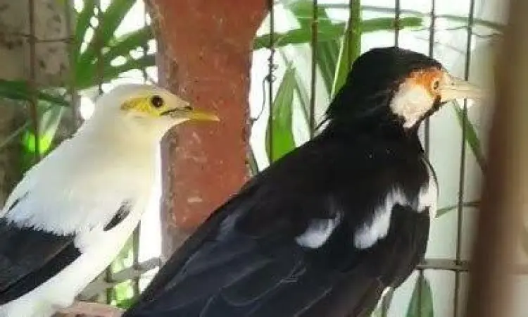 penjodohan jalak suren penjodohan jalak suren