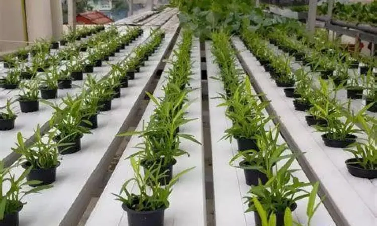 Budidaya Hidroponik usaha hidroponik sebagai contoh bisnis perseorangan sektor pertanian