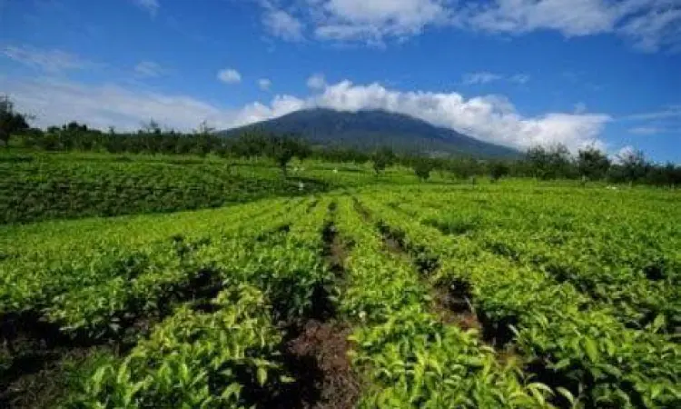 perkebunan kopi sebagai contoh usaha agraris ekspor