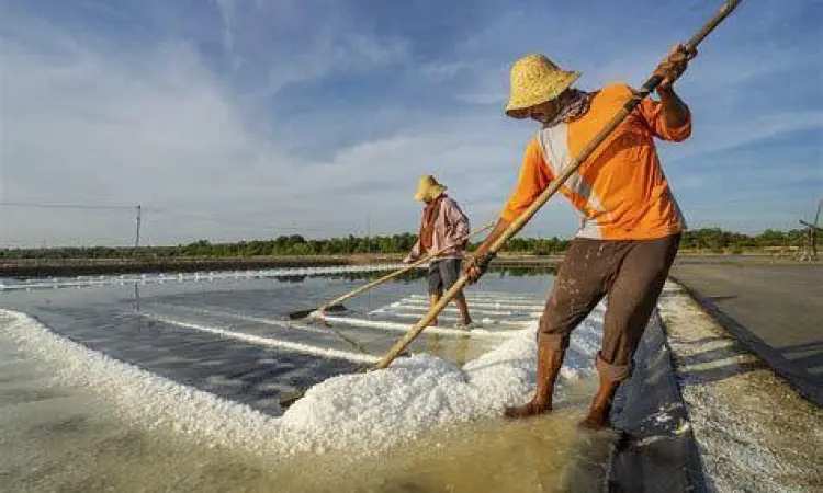 Proses pembuatan garam sebagai usaha ekstraktif