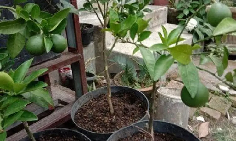 Bisnis Tabulampot Deretan bibit pohon buah dalam pot yang siap jual