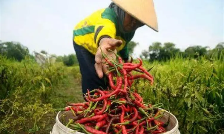 Panen Hasil Produksi Kegiatan panen cabai rawit di lahan pertanian