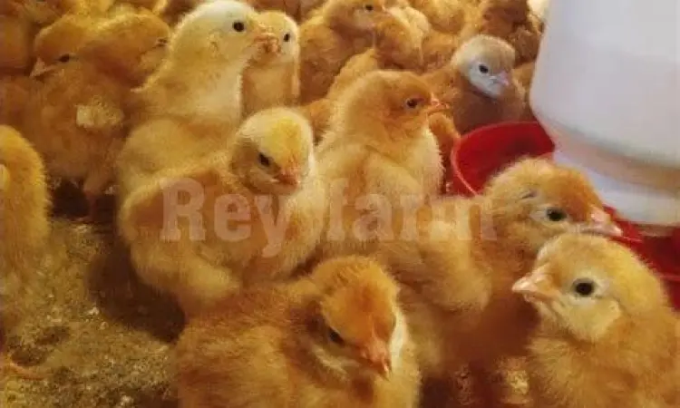 Anak ayam petelur DOC dalam kotak