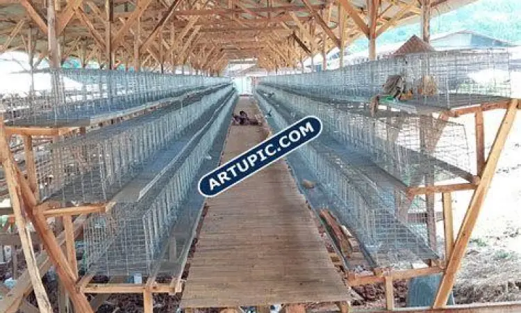 Kandang baterai ayam petelur efisien