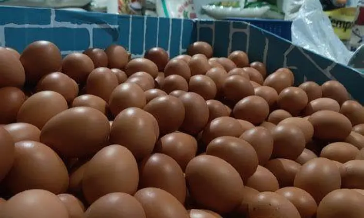 Grading telur ayam petelur