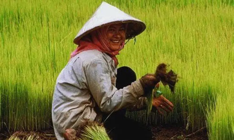 Petani Padi dalam Ekonomi Petani padi sebagai contoh pelaku pasar persaingan sempurna