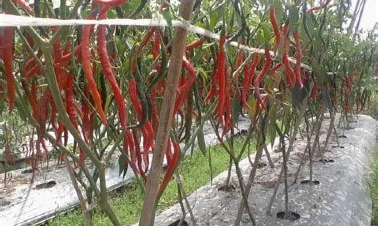 proses penanaman cabai di bedengan