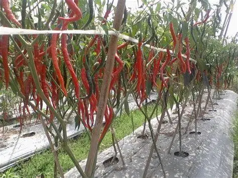 Budidaya Cabai Merah proses penanaman cabai di bedengan