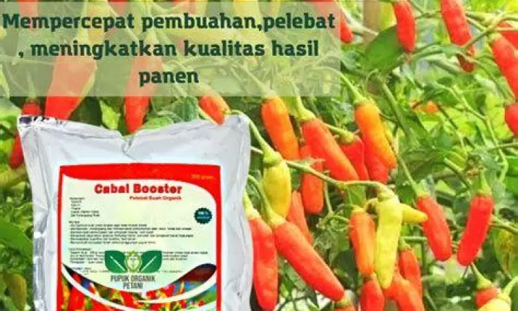 pemberian pupuk pada tanaman cabai