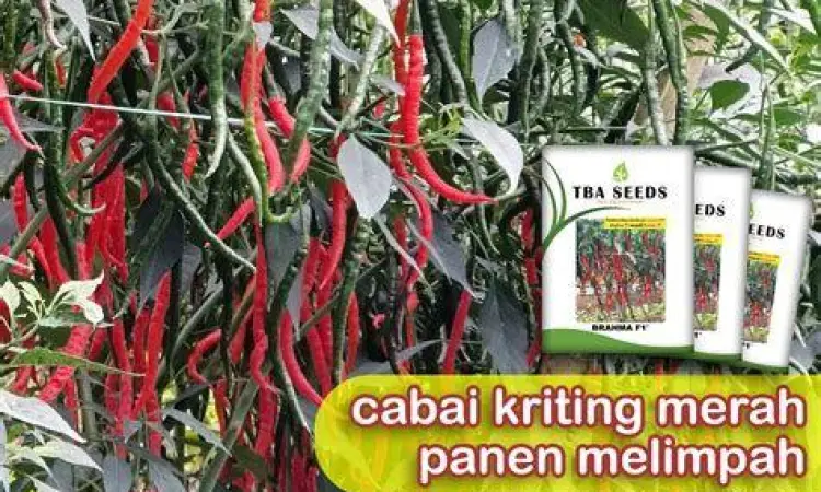 petani memanen cabai merah