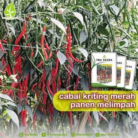 Panen Cabai Melimpah petani memanen cabai merah