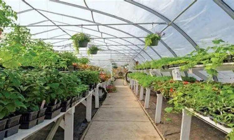 Budidaya tanaman hortikultura modern di lahan terbuka