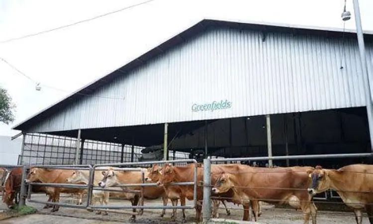 Usaha peternakan sapi perah modern