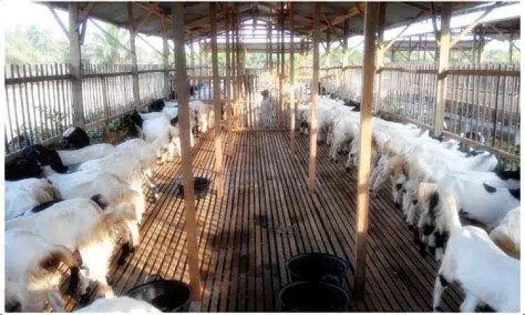 Bisnis Kambing Etawa Peternakan kambing etawa yang bersih dan rapi