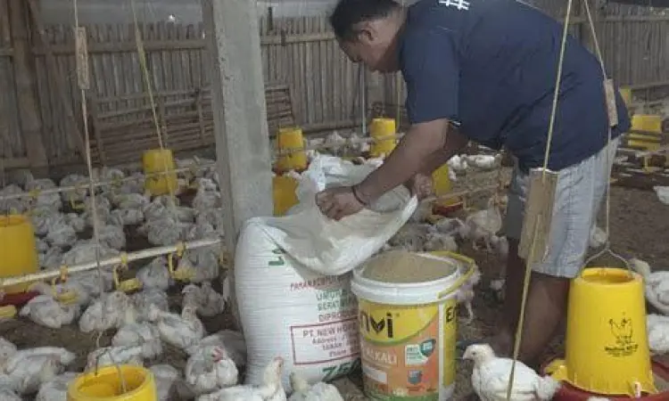 manajemen biaya pakan ayam potong