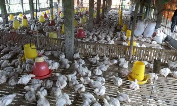 Produksi Ayam Potong ayam potong siap panen