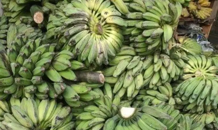 bahan baku pisang kepok berkualitas