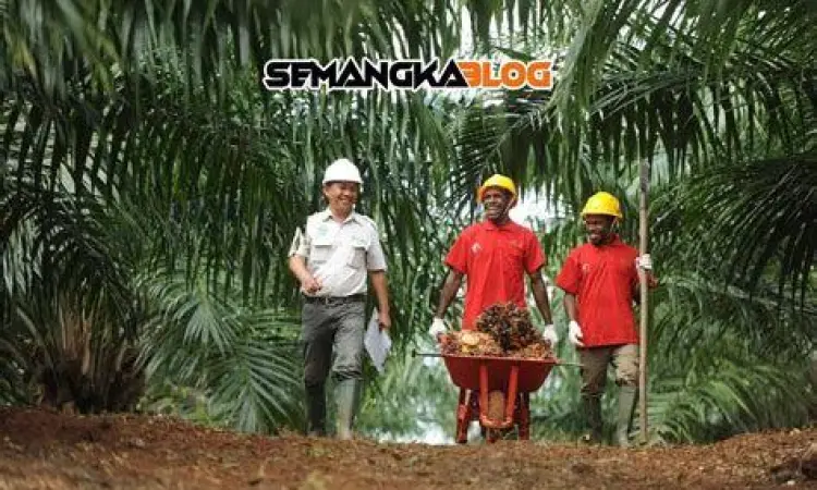 Seorang asisten kebun sawit sedang melakukan pengawasan di lapangan