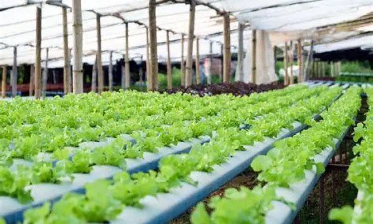 Sistem Hidroponik Agribisnis Budidaya sayuran hidroponik di dalam greenhouse modern