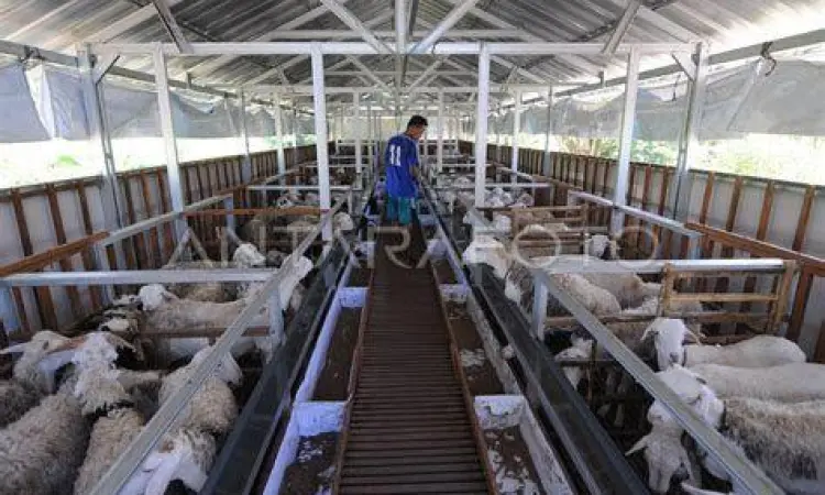 Peternakan Kambing Modern Kandang kambing modern dengan sistem lantai panggung yang bersih