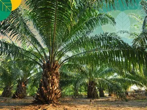 Perkebunan Kelapa Sawit Skala Besar Contoh usaha agraris sektor perkebunan kelapa sawit