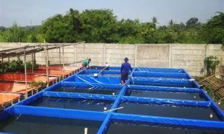 Budidaya ikan lele menggunakan sistem kolam terpal yang efisien