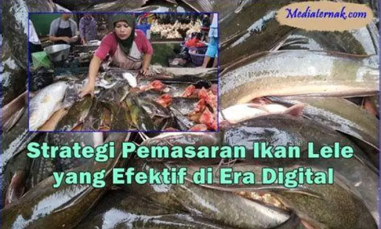 Pemasaran Digital Produk Perikanan Strategi pemasaran hasil perikanan melalui platform marketplace dan media sosial