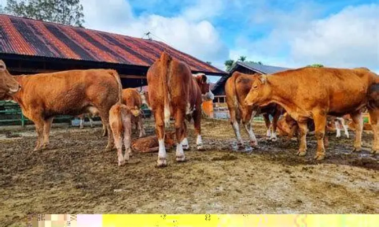 Peternakan Skala Industri Implementasi peternakan pada lahan HGU