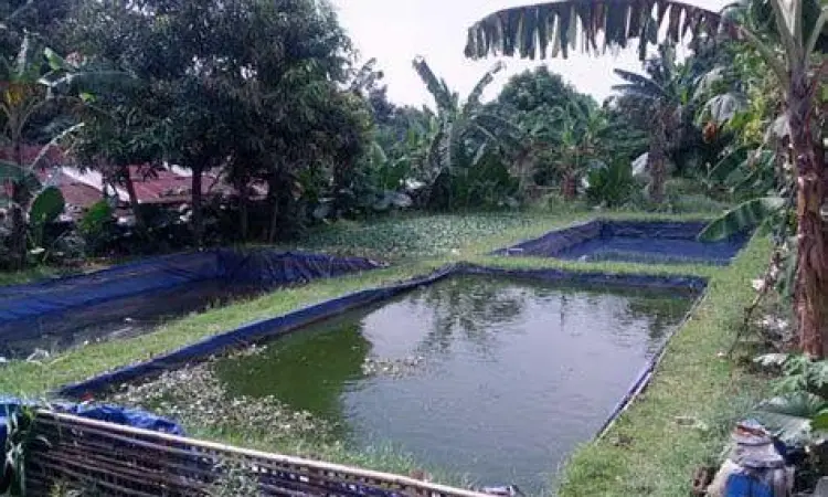 Manajemen kolam budidaya ikan lele intensif