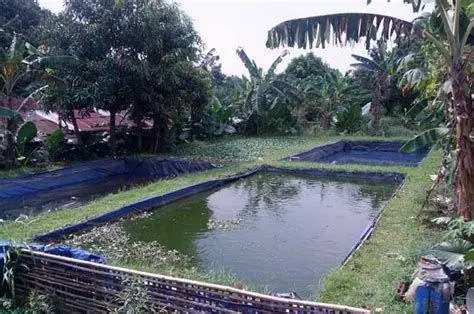 Manajemen Kolam Ikan Manajemen kolam budidaya ikan lele intensif