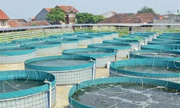 Penerapan teknologi bioflok pada budidaya ikan