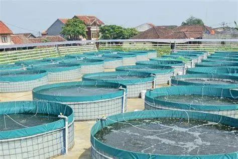 Teknologi Bioflok Penerapan teknologi bioflok pada budidaya ikan