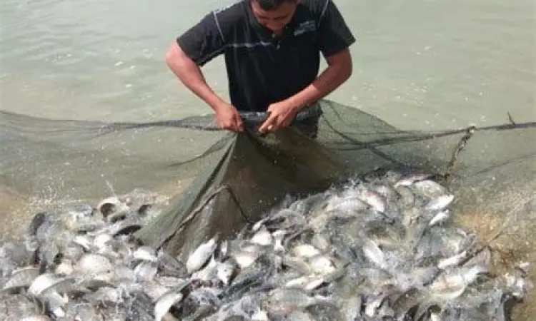 Panen Ikan Proses panen ikan nila yang melimpah